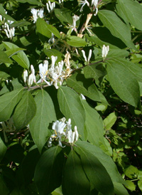 Amur Honeysuckle