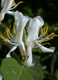 Amur Honeysuckle