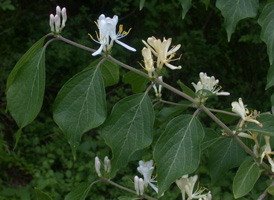 Amur Honeysuckle