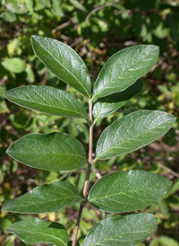 Morrow's Honeysuckle