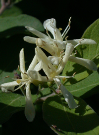 Morrow's Honeysuckle