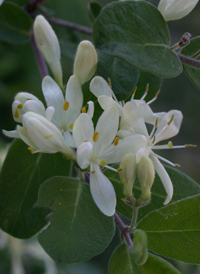 Morrow's Honeysuckle