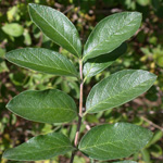 Morrow's Honeysuckle