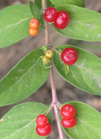 Morrow's Honeysuckle