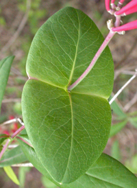 Trumpet Honeysuckle