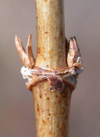 Trumpet Honeysuckle