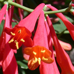 Trumpet Honeysuckle Trumpet Honeysuckle