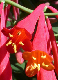 Trumpet Honeysuckle