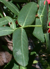 Trumpet Honeysuckle