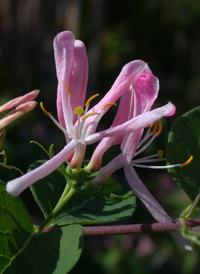 Showy Fly Honeysuckle