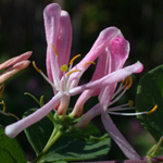 Showy Fly Honeysuckle Showy Fly Honeysuckle