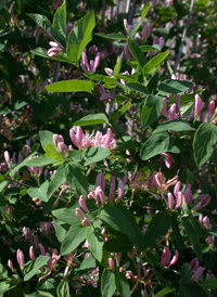 Showy Fly Honeysuckle