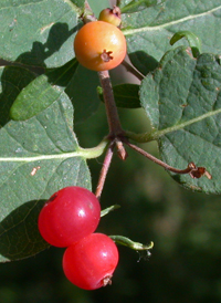 Showy Fly Honeysuckle