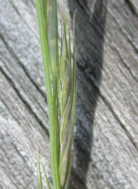 Bearded Sprangletop