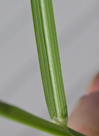 Bearded Sprangletop