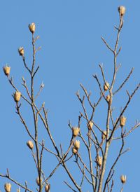 American Tulip Tree