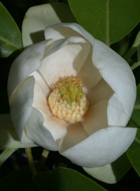 Sweetbay Magnolia