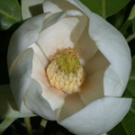 Sweetbay Magnolia Sweetbay Magnolia
