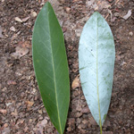 Sweetbay Magnolia Sweetbay Magnolia