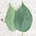 Osage-orange Osage-orange