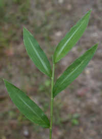 Japanese Stilt-grass