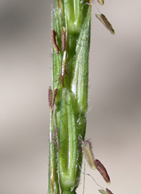 Japanese Stilt-grass