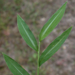 Japanese Stilt-grass Japanese Stilt-grass