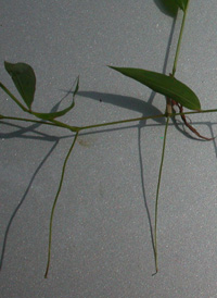 Japanese Stilt-grass