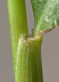 Japanese Stilt-grass