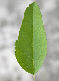 Southern Crab Apple