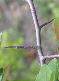 Southern Crab Apple