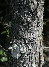 Southern Crab Apple