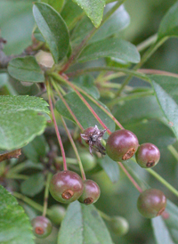 Southern Crab Apple