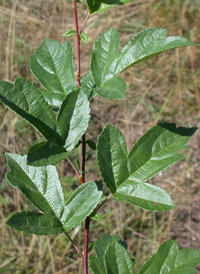 Southern Crab Apple