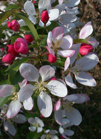 Southern Crab Apple