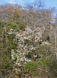 Southern Crab Apple