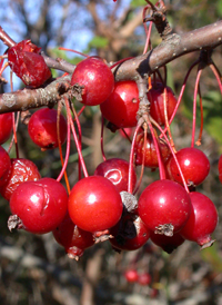 Siberian Crab Apple