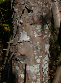 Siberian Crab Apple