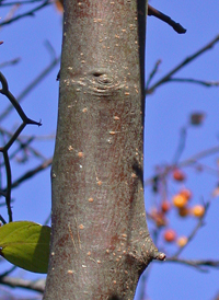 Siberian Crab Apple