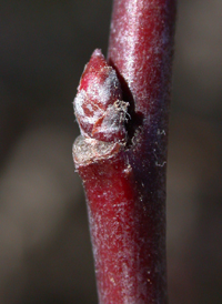 Siberian Crab Apple