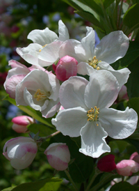 Siberian Crab Apple