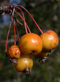 Siberian Crab Apple