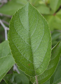 Cultivated Apple