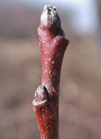 Cultivated Apple