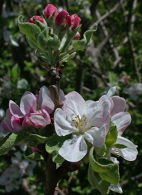 Cultivated Apple