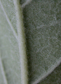 Cultivated Apple