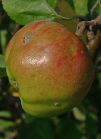 Cultivated Apple