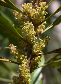 Wax Myrtle