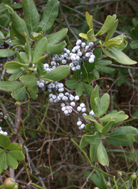 Northern Bayberry