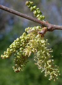 White Mulberry